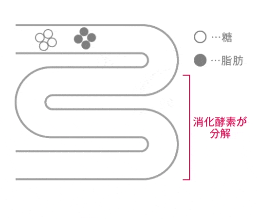 イメージ図：ターミナリアベリリカ※なし→糖・脂肪が そのまま吸収されてしまう…