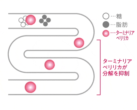 イメージ図：ターミナリアベリリカ※あり→糖・脂肪の吸収が抑えられる