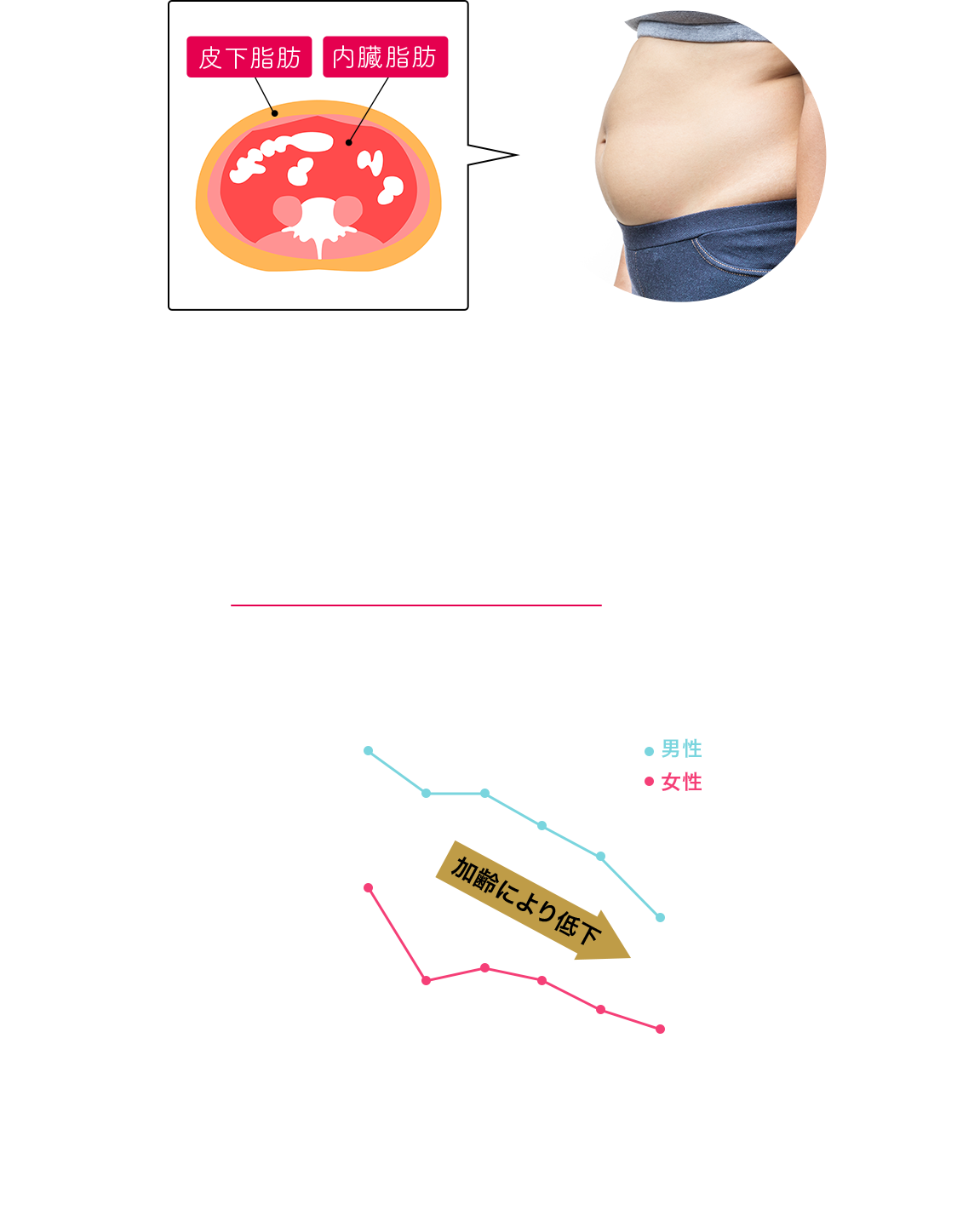 「食べる量は変わってないのに…」その原因は基礎代謝の低下によるもの