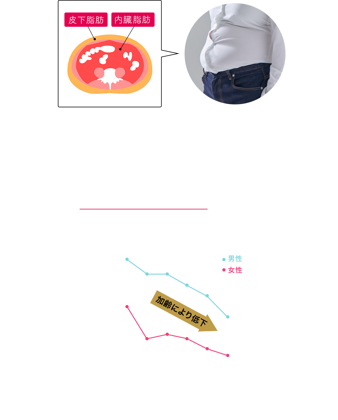 「食べる量は変わってないのに…」その原因は基礎代謝の低下によるもの