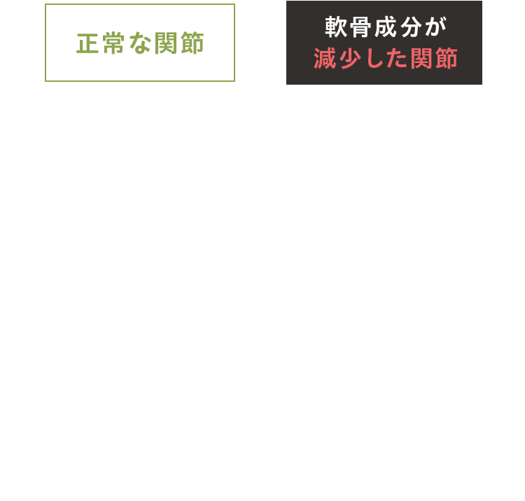 正常な関節 軟骨成分が減少した関節