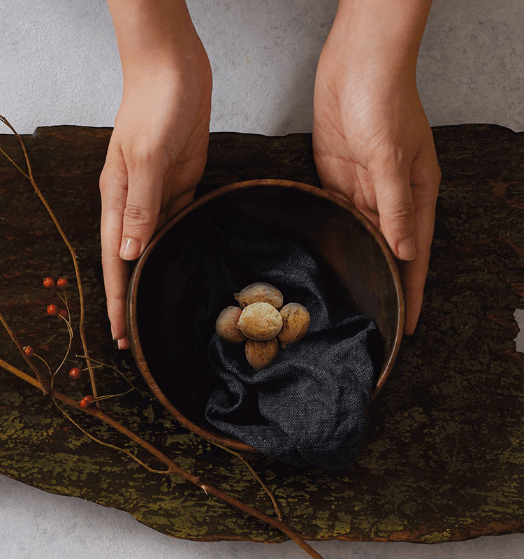 イメージ:ターミナリアベリリカ